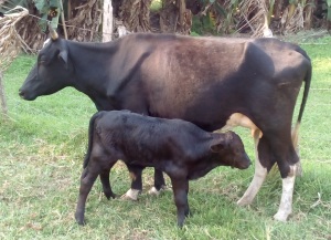 Vache parle à son fils Treviso